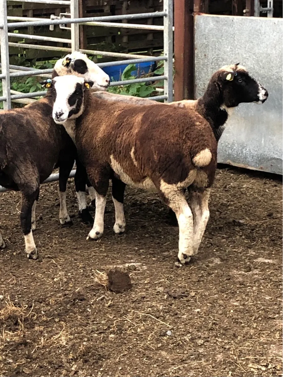 Sheep - Image 2
