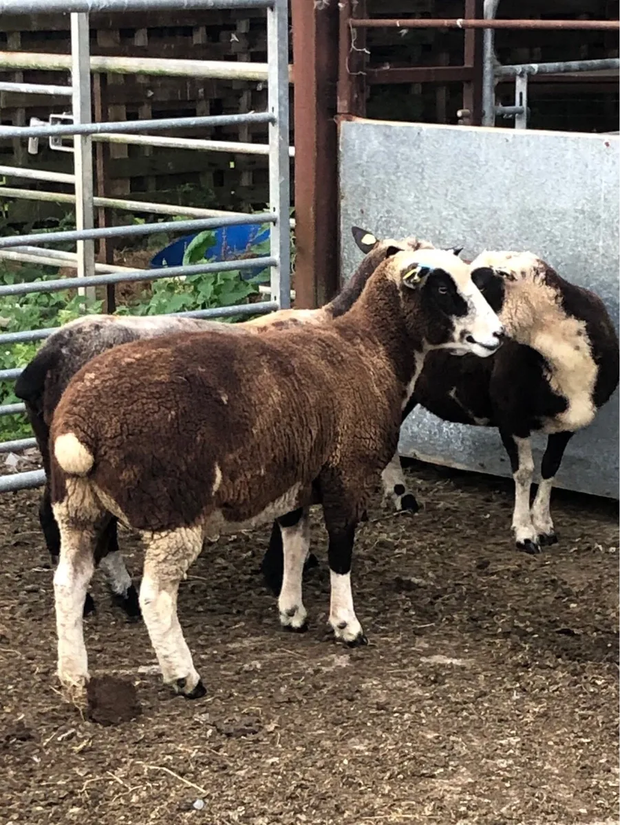 Sheep - Image 3