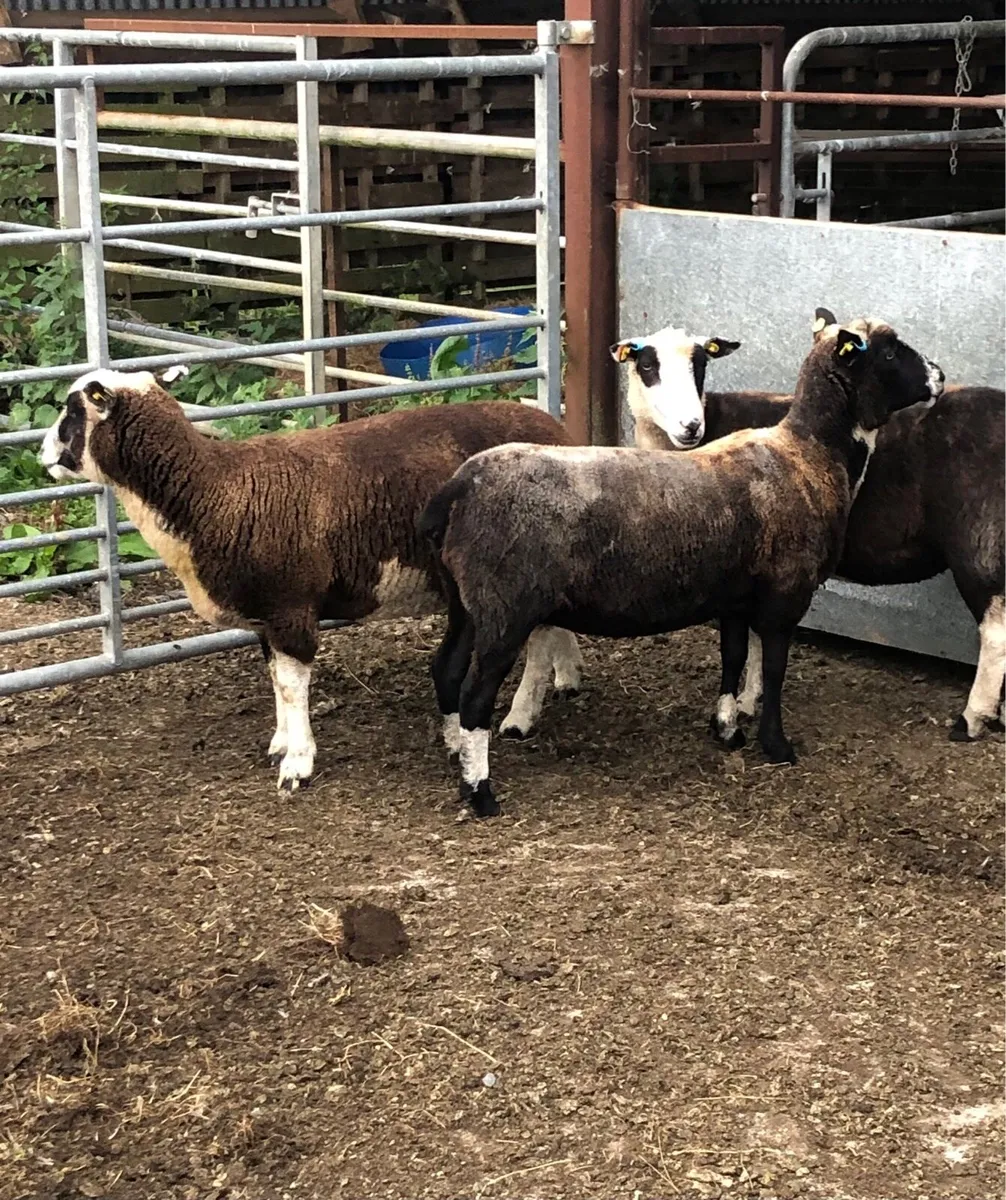 Sheep - Image 4