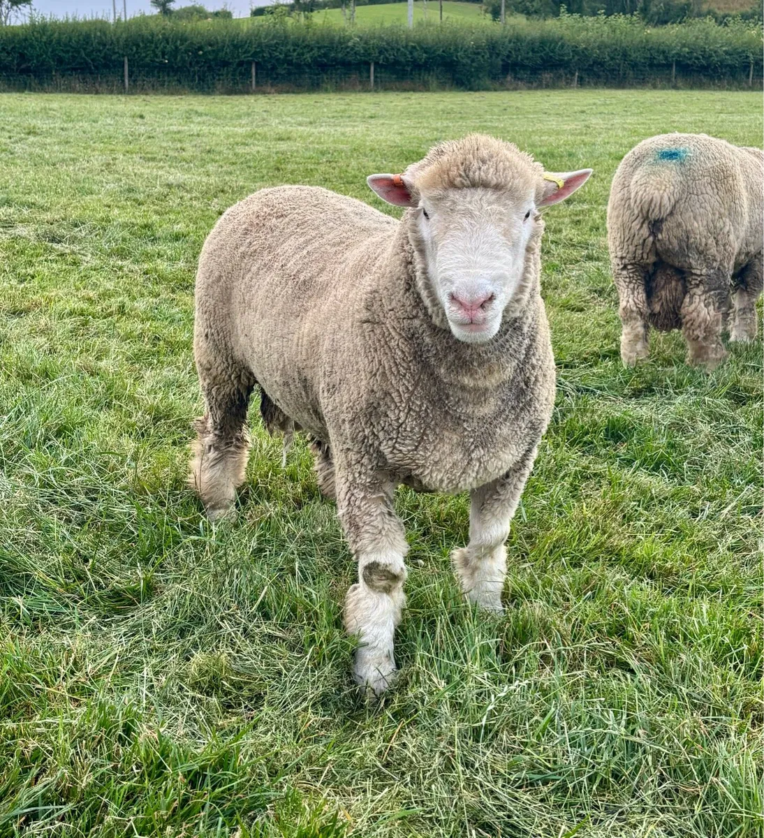 Pedigree Dorset Ram Lamb - Image 1