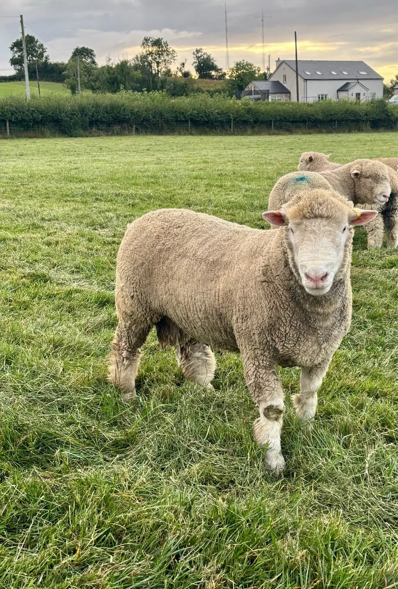 Pedigree Dorset Ram Lamb - Image 2
