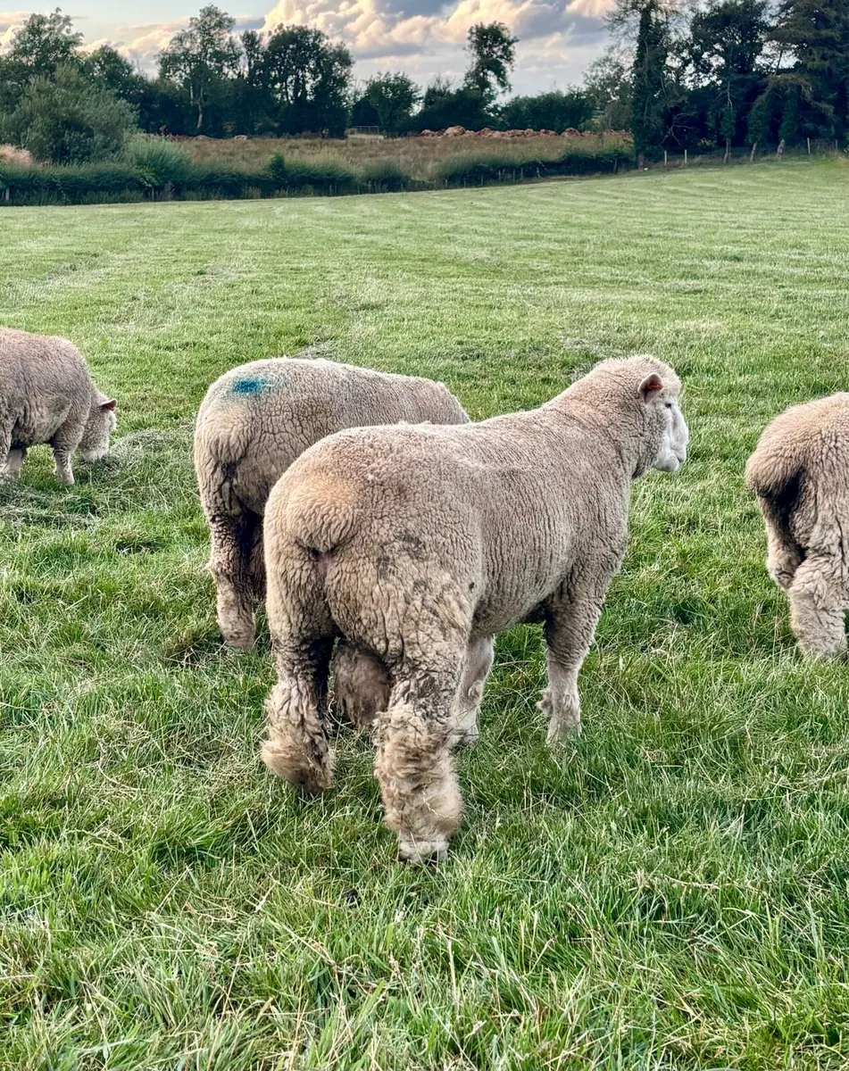 Pedigree Dorset Ram Lamb - Image 3