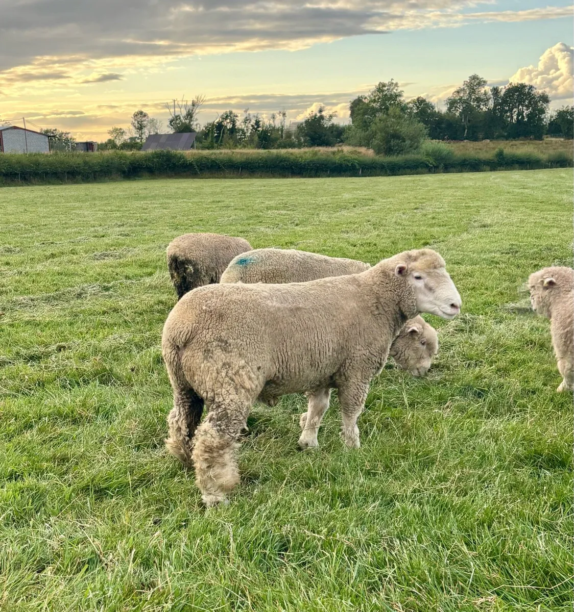 Pedigree Dorset Ram Lamb - Image 4