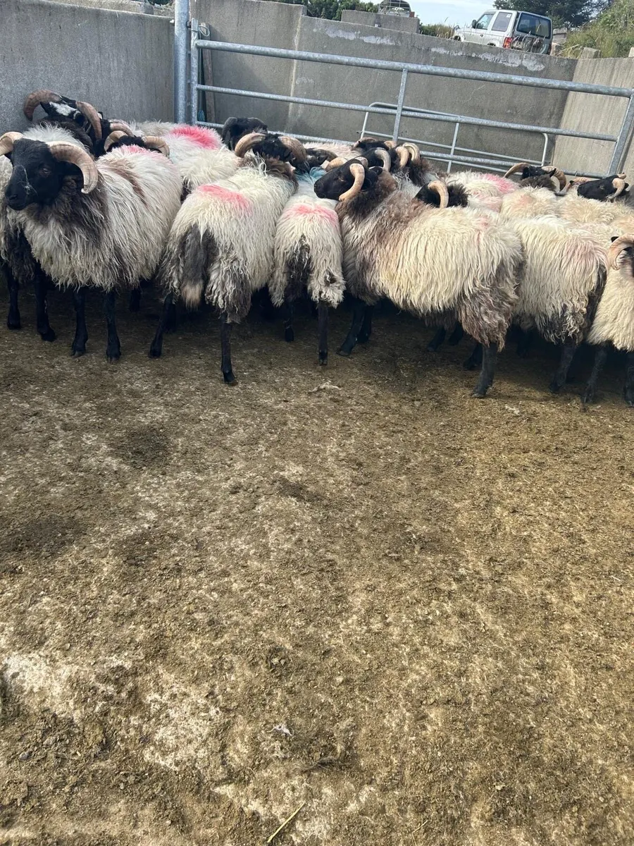 Ram lambs