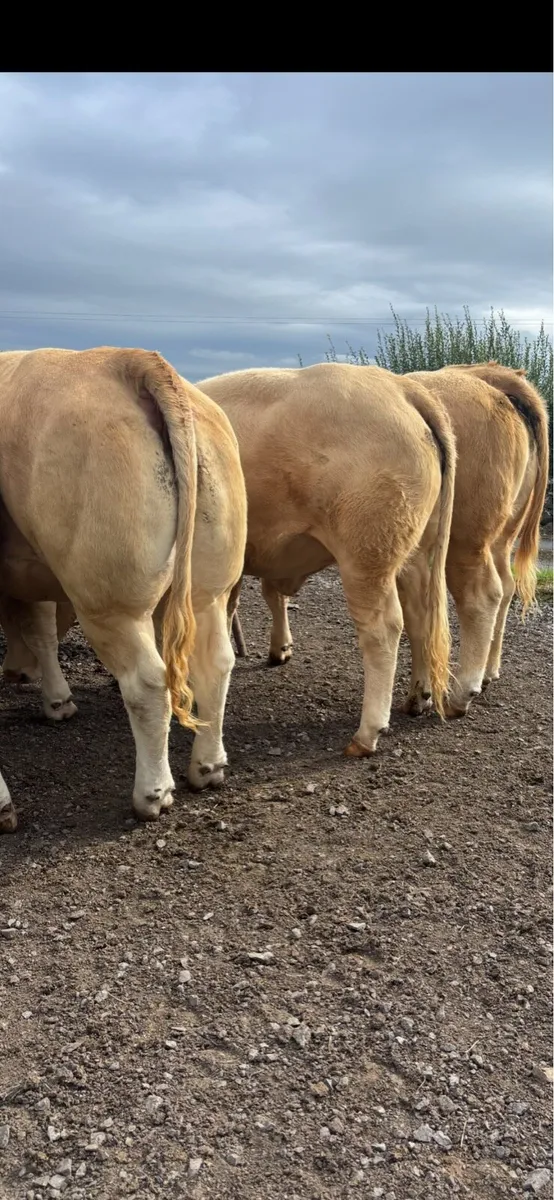 14 strong U+ and E grade  Charolais heifers - Image 2