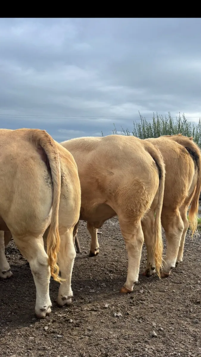 14 strong U+ and E grade  Charolais heifers - Image 1