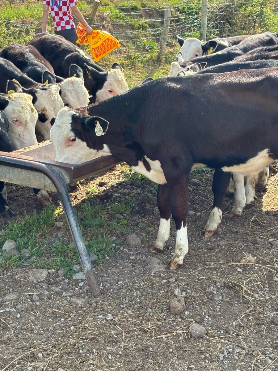 TOP QUALITY HEX BULL WEANLINGS 4/5 MONTHS - Image 1