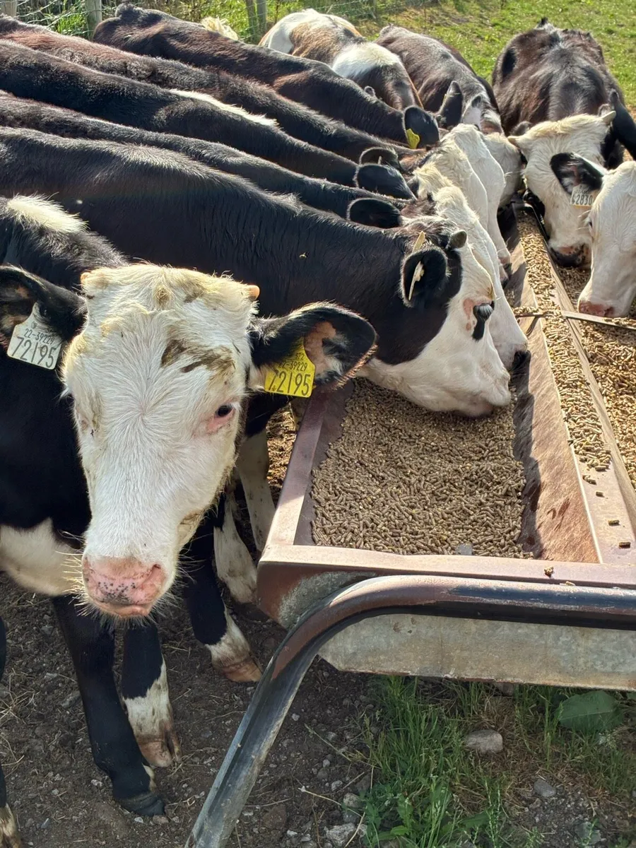 TOP QUALITY HEX BULL WEANLINGS 4/5 MONTHS - Image 2