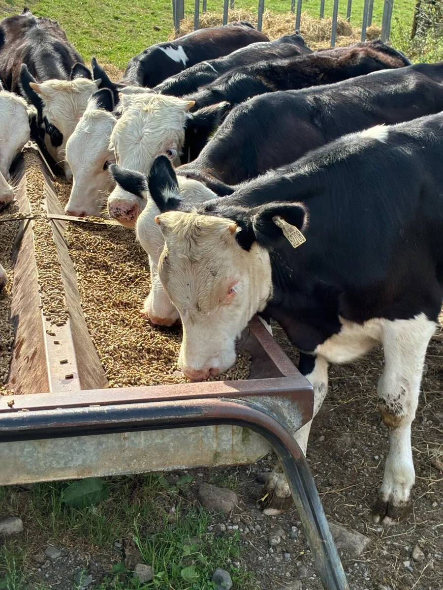 TOP QUALITY HEX BULL WEANLINGS 4/5 MONTHS - Image 4