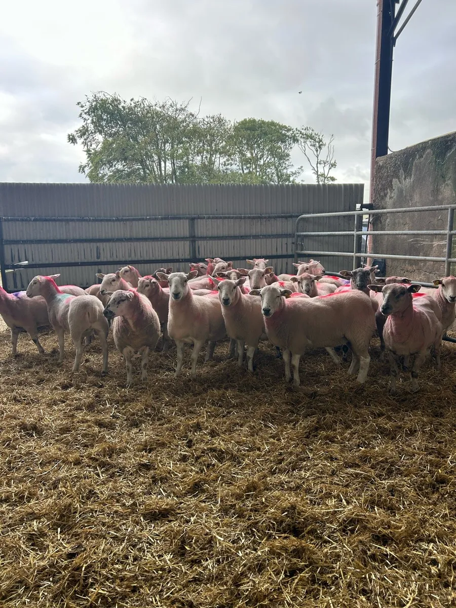 27 Texel Cross Ewe Hoggets - Image 1