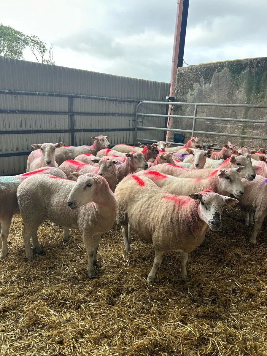 27 Texel Cross Ewe Hoggets - Image 2