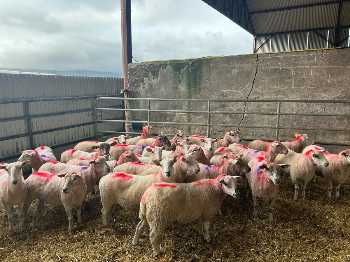 27 Texel Cross Ewe Hoggets - Image 3
