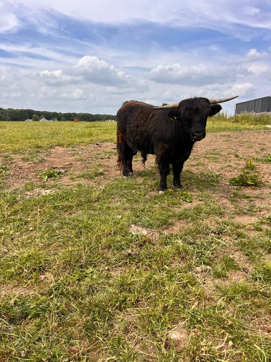 Highland bull - Image 1