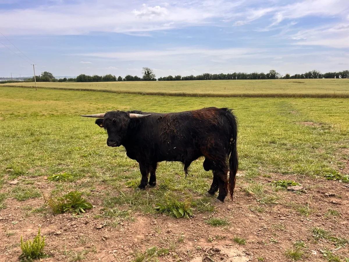 Highland bull - Image 2