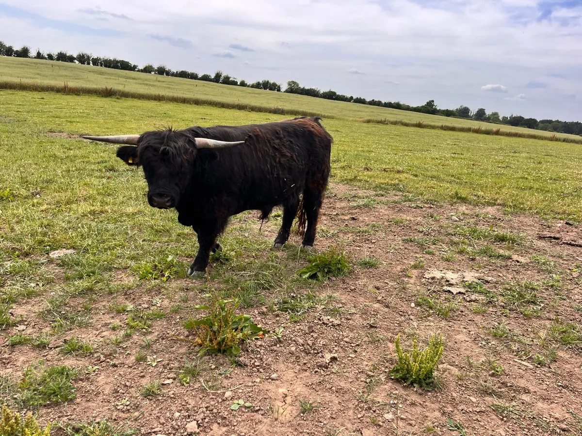Highland bull - Image 4