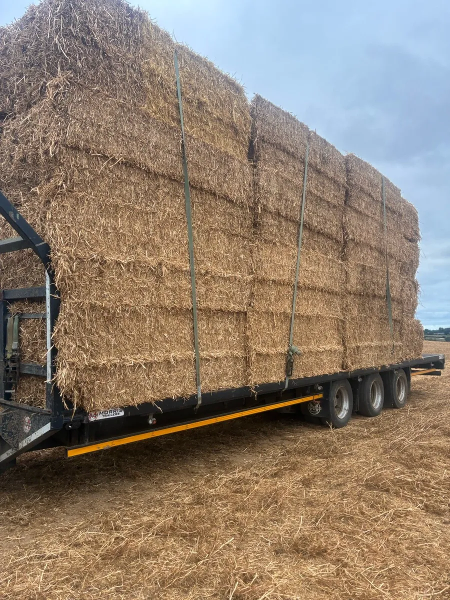 Pea straw/ pea Haulm *FODDER* - Image 2