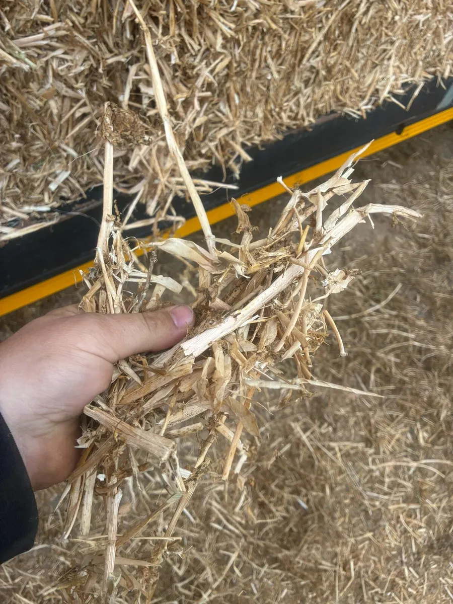 Pea straw/ pea Haulm *FODDER* - Image 3
