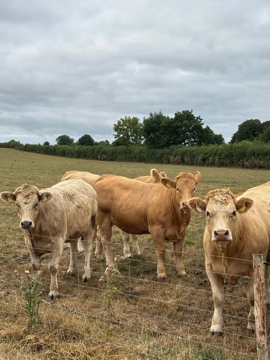 Heifers - Image 2