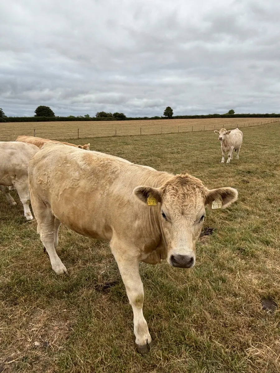 Heifers - Image 3
