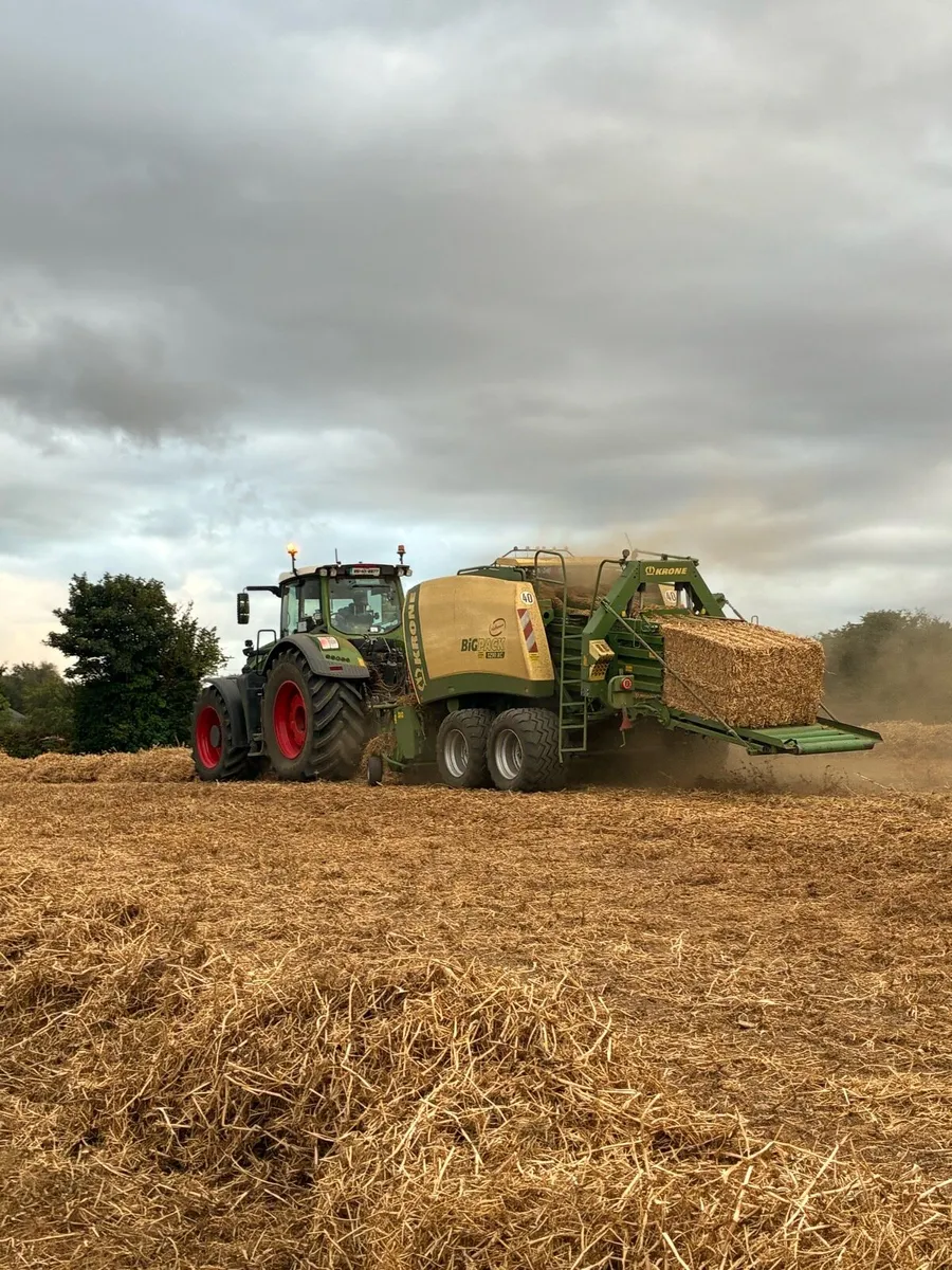 Pea straw/ pea Haulm *FODDER* - Image 4