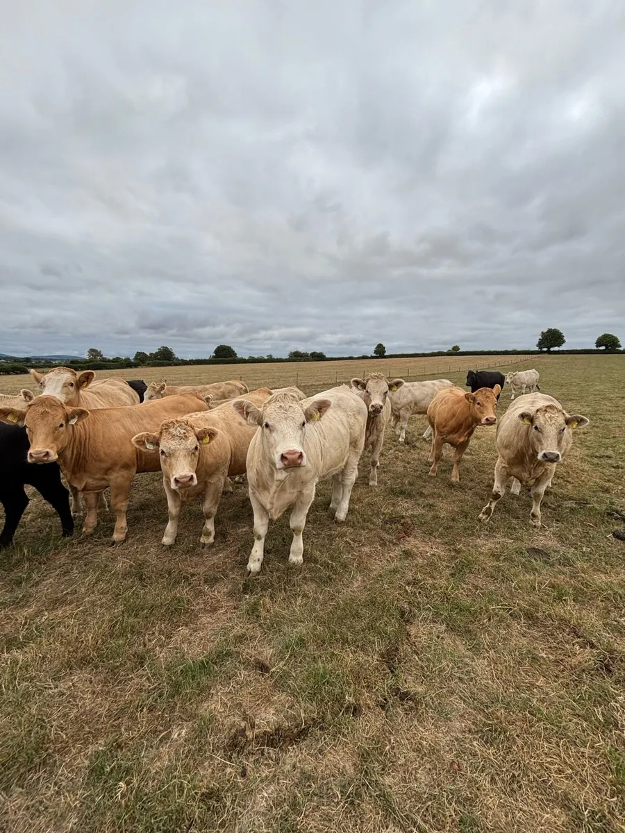 Heifers - Image 1