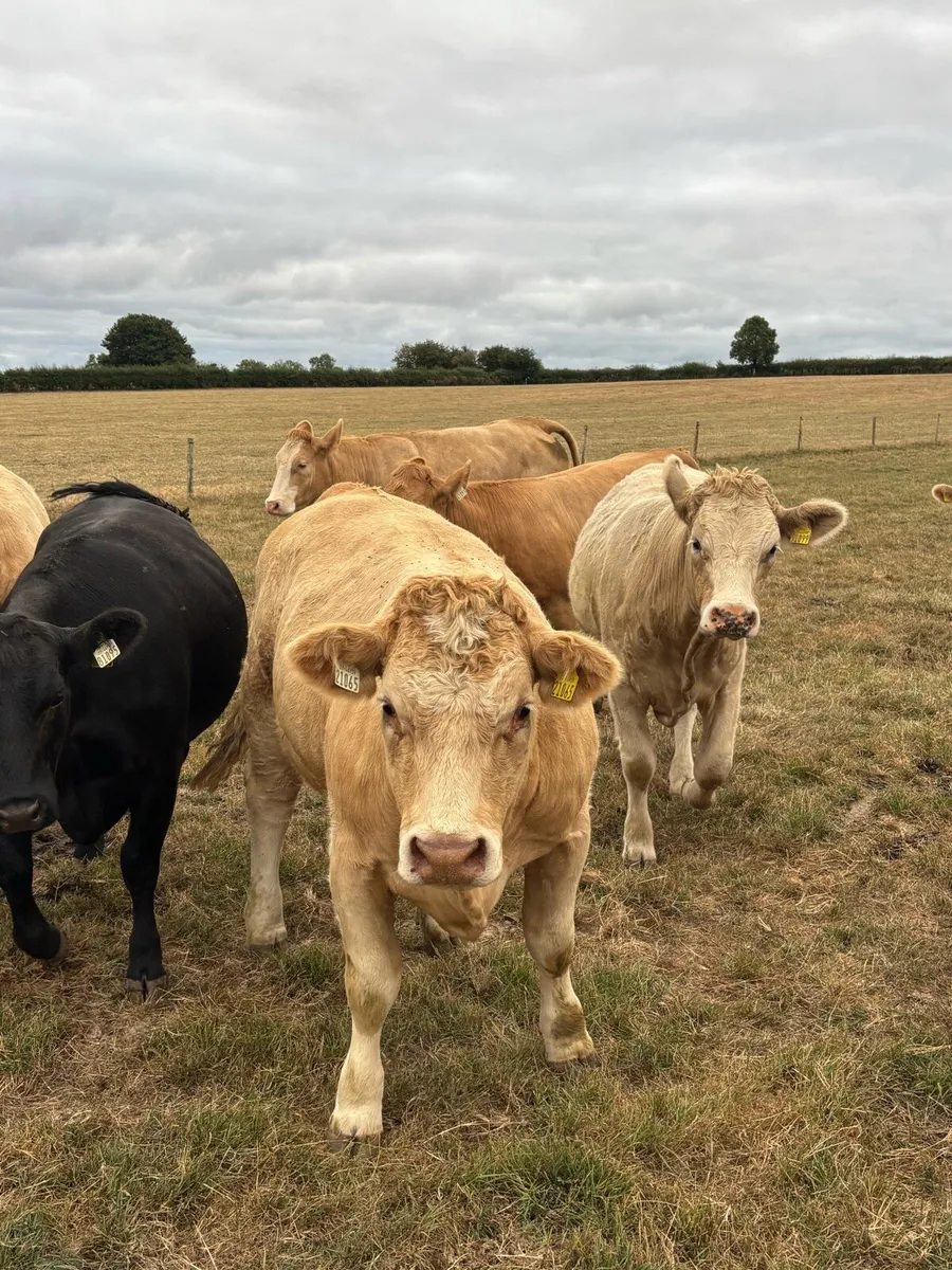 Heifers - Image 4