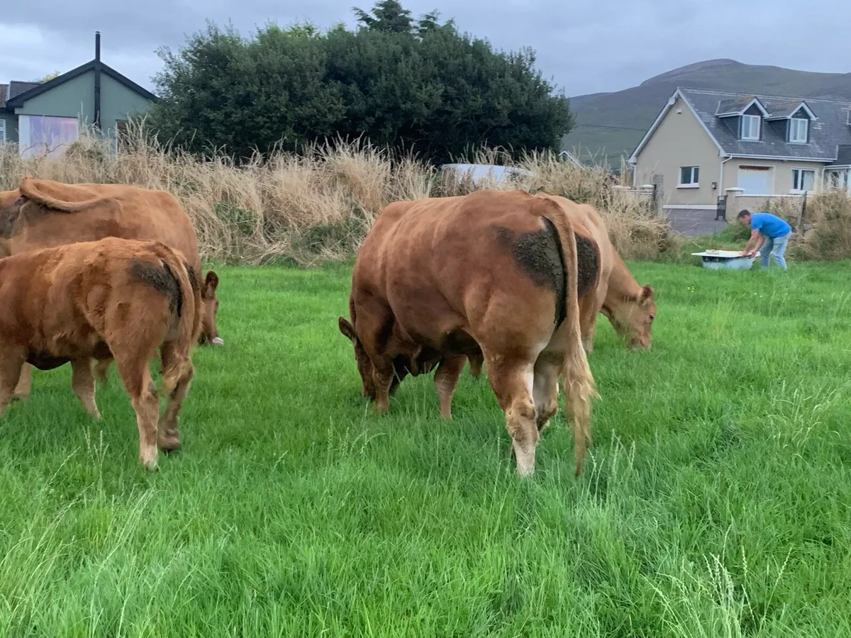 Limousine Bull - Image 3