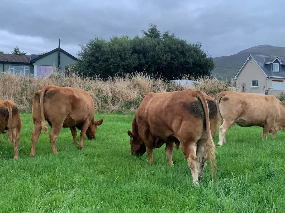 Limousine Bull - Image 4