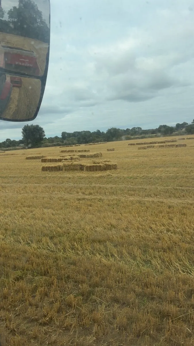 Spring barley straw - Image 2