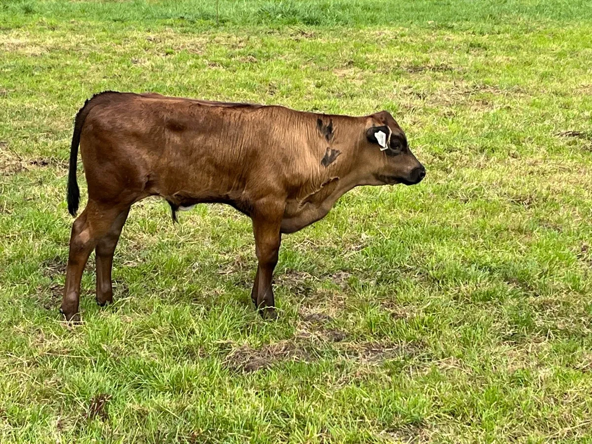 Calf - Image 2