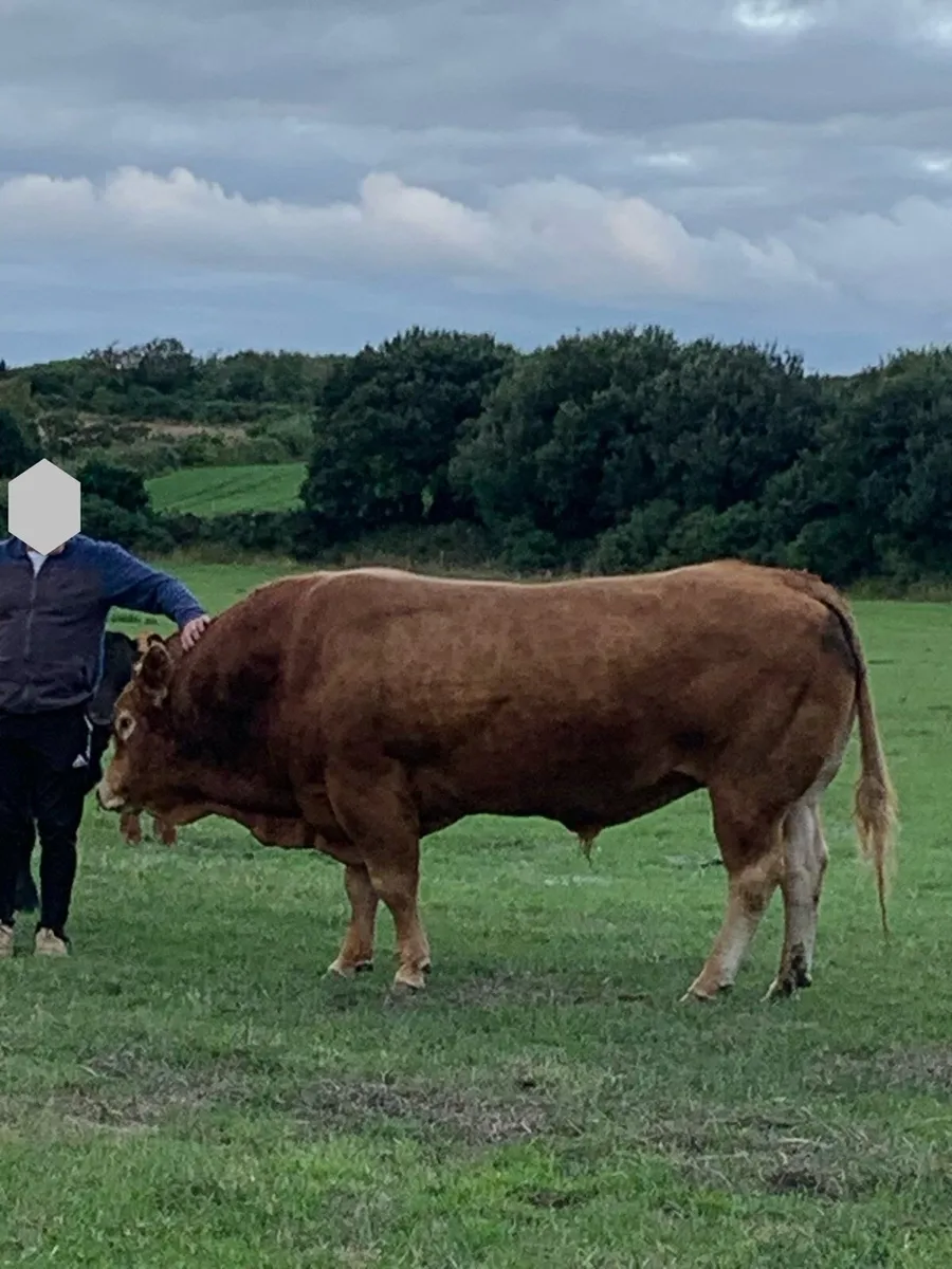 Limousine Bull - Image 1
