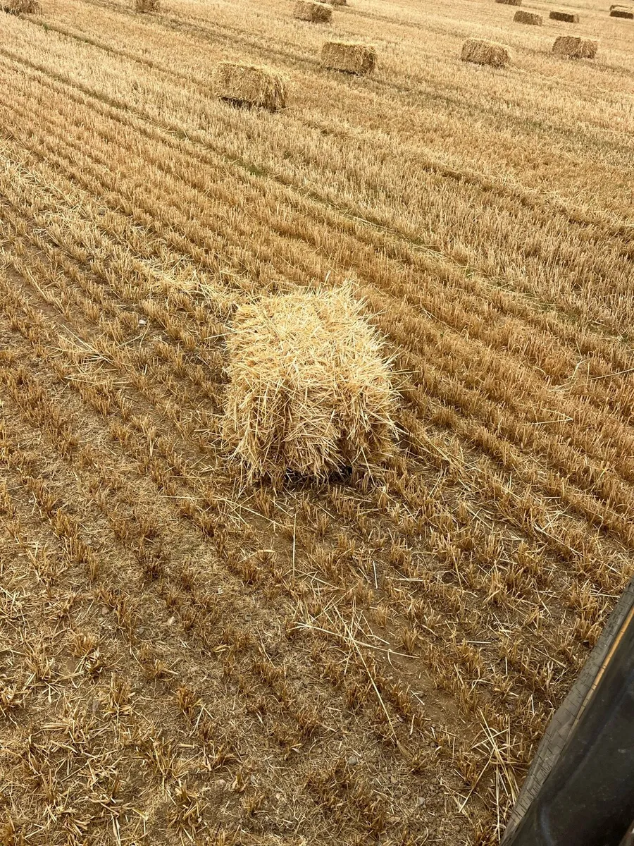 Small Square Bales of Barley Straw - Image 1