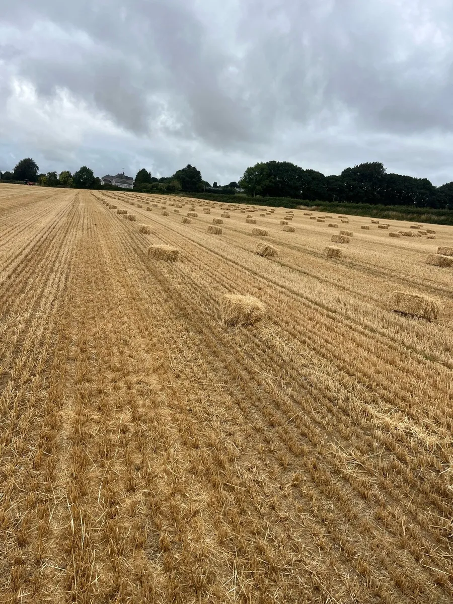 Small Square Bales of Barley Straw - Image 2