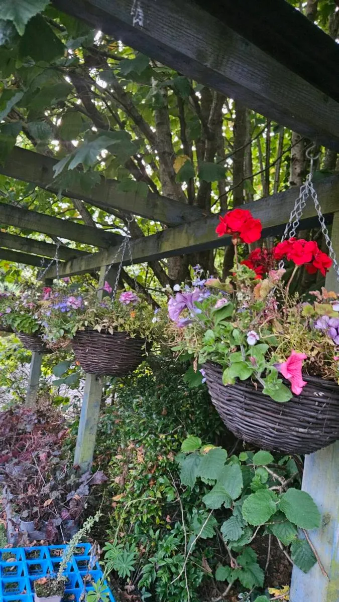 Large Hanging Baskets 14inch - Image 3