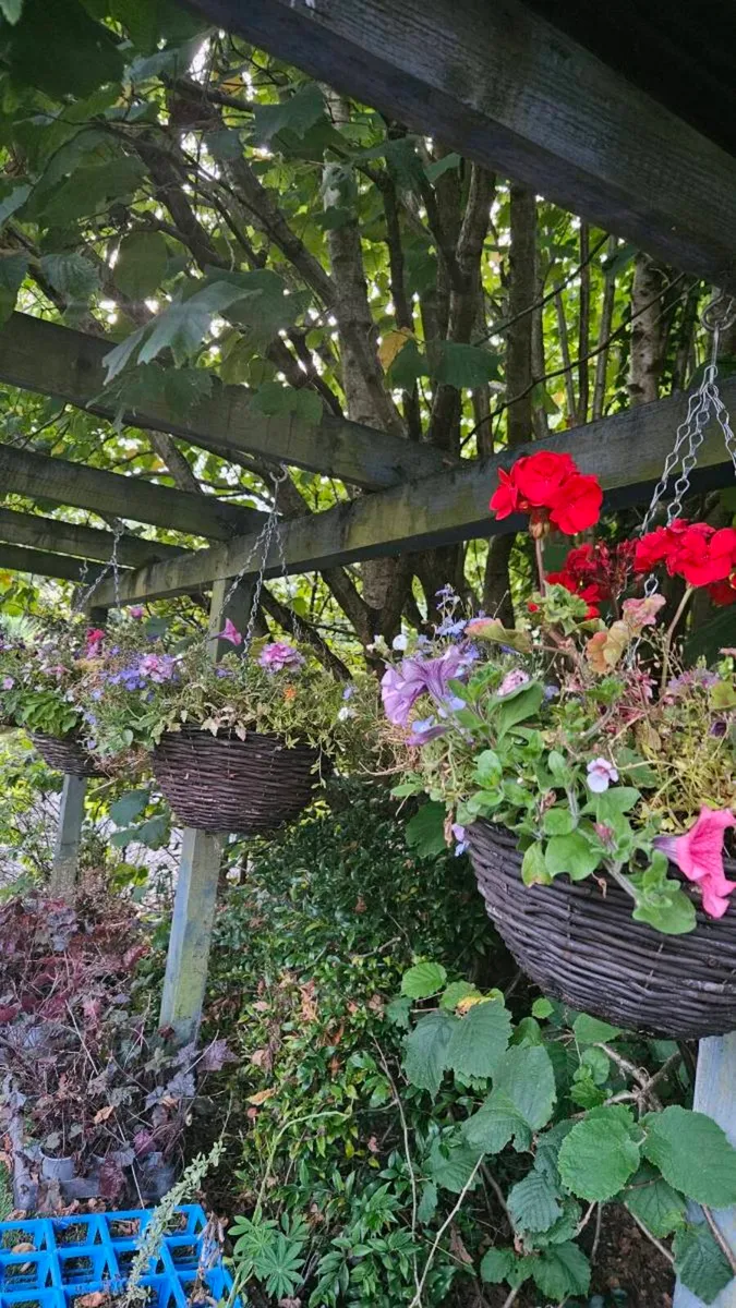 Large Hanging Baskets 14inch - Image 4
