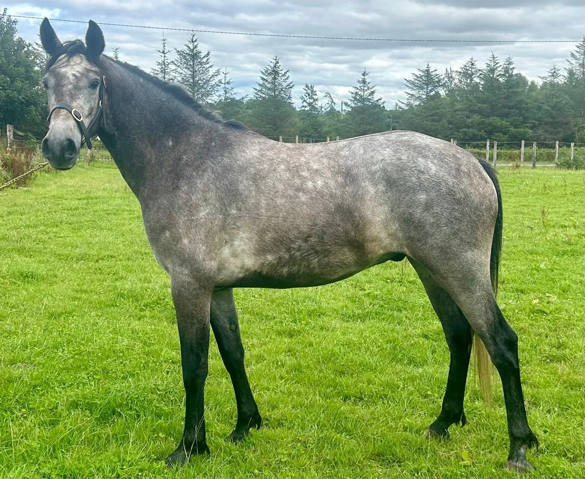 3yo Connemara Gelding – Thunder of Mountain View - Image 2