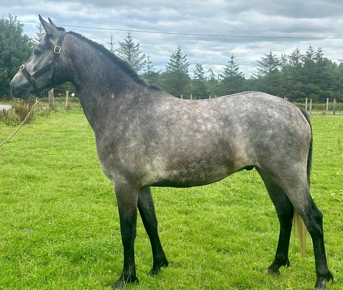 3yo Connemara Gelding – Thunder of Mountain View - Image 1