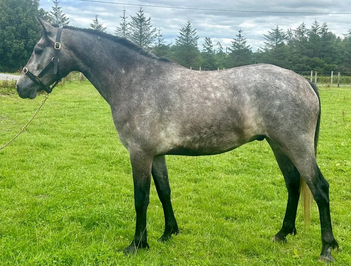 3yo Connemara Gelding – Thunder of Mountain View - Image 3