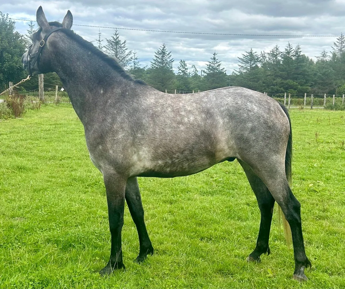 3yo Connemara Gelding – Thunder of Mountain View - Image 4