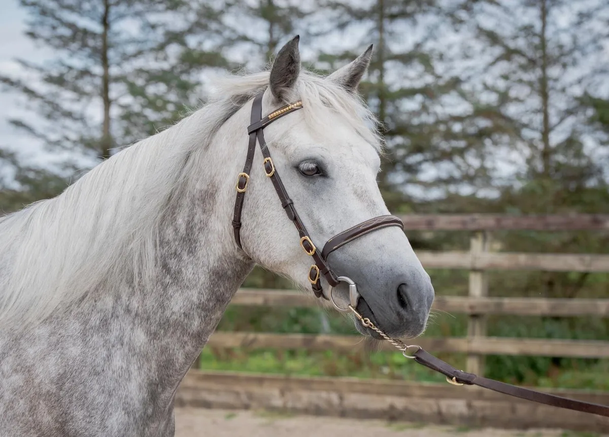 4yo Connemara Filly – Rosscon Delphinium - Image 1