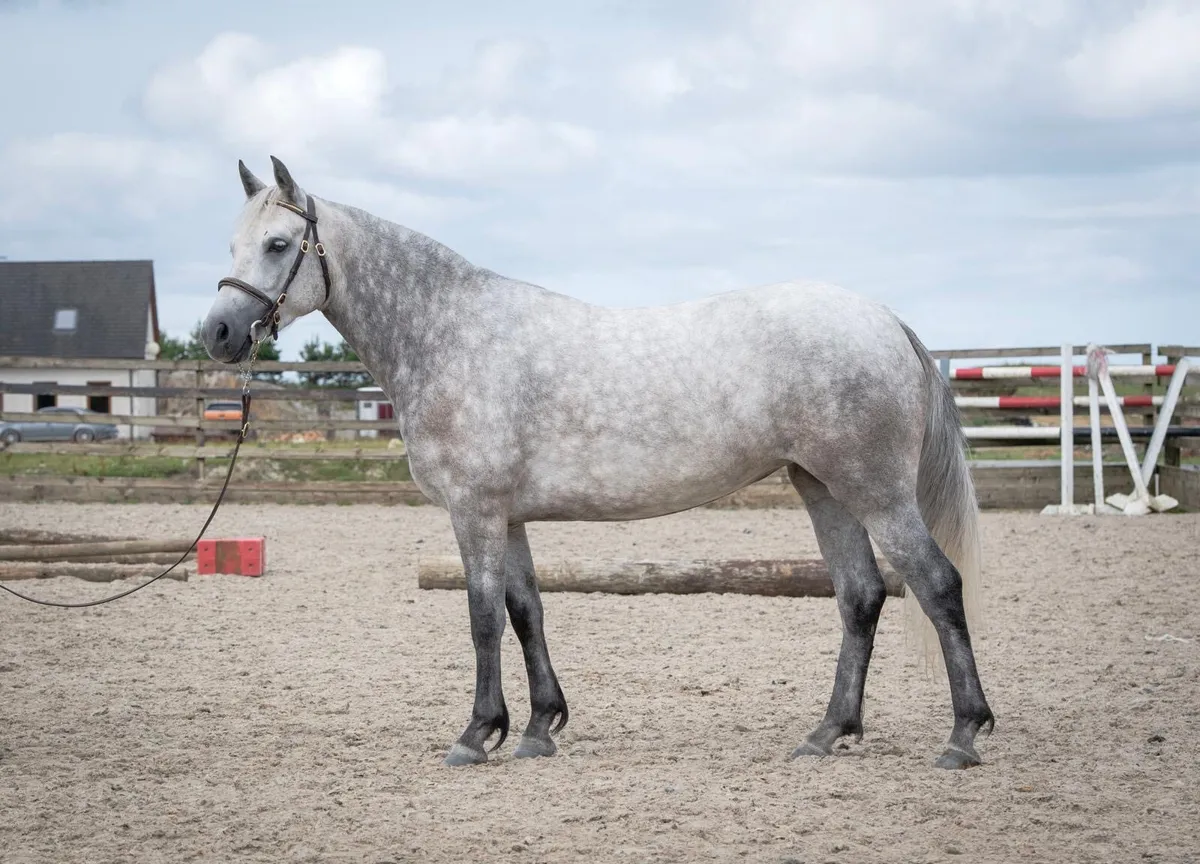 4yo Connemara Filly – Rosscon Delphinium - Image 2