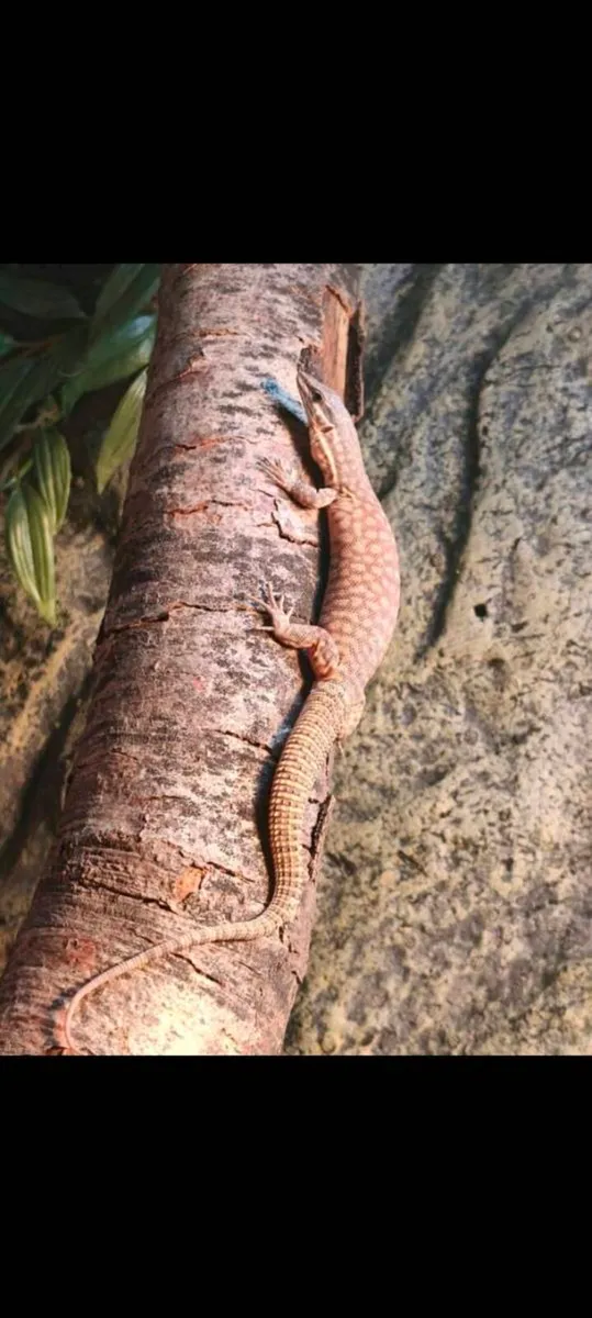 Baby high yellow ackie monitors - Image 1