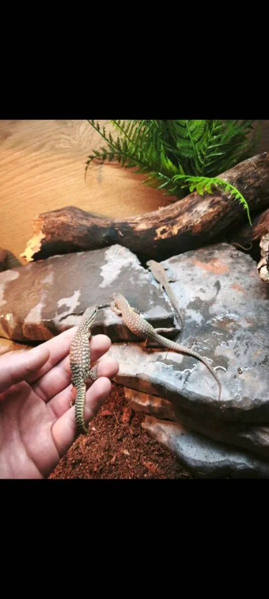 Baby high yellow ackie monitors - Image 2
