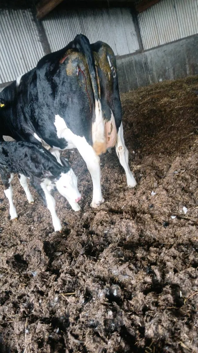 Calved cow - Image 1