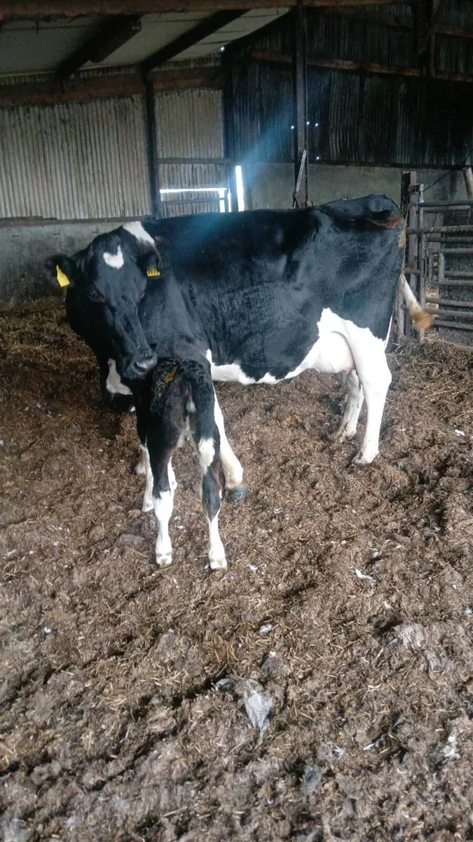 Calved cow - Image 2