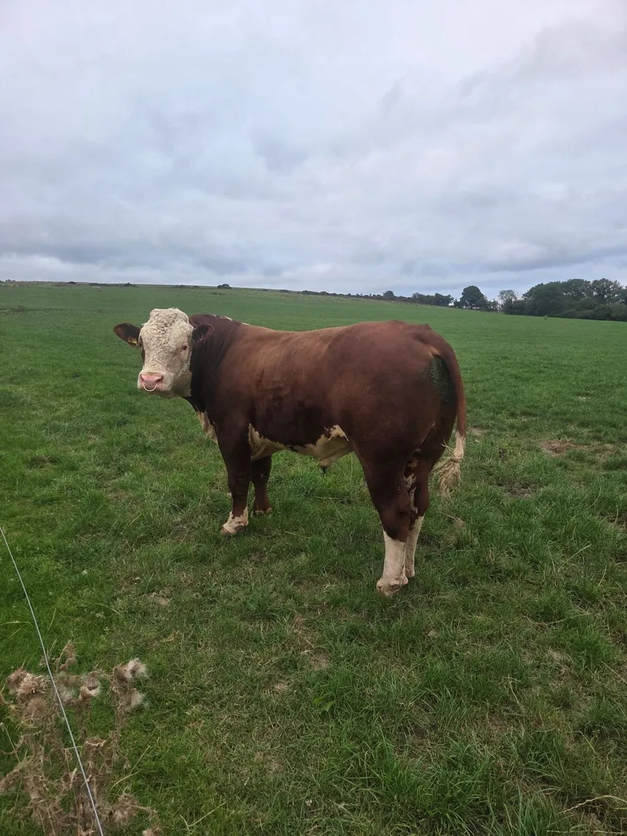 Hereford bull - Image 1