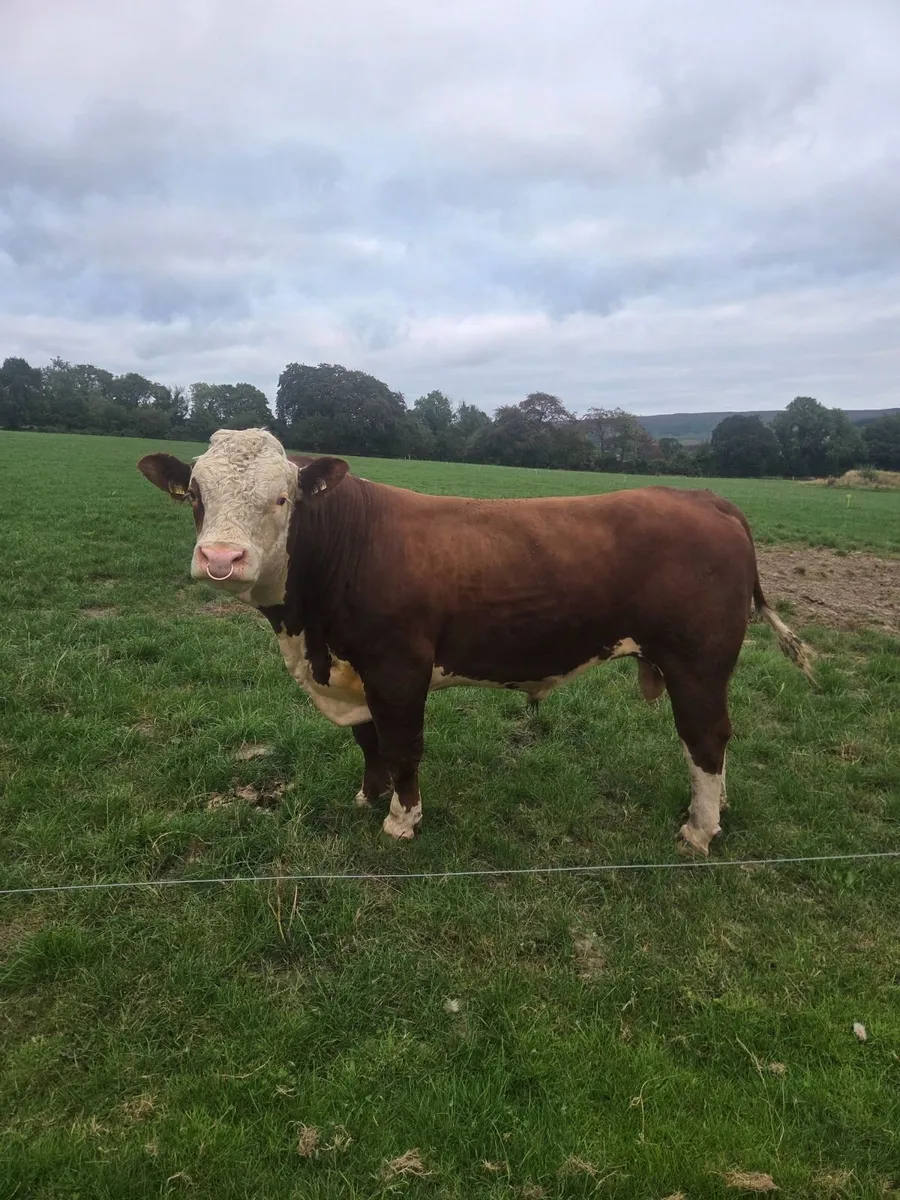Hereford bull - Image 2