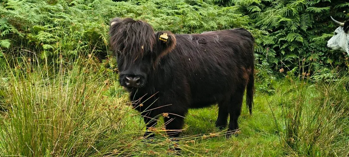 Highland cows - Image 2
