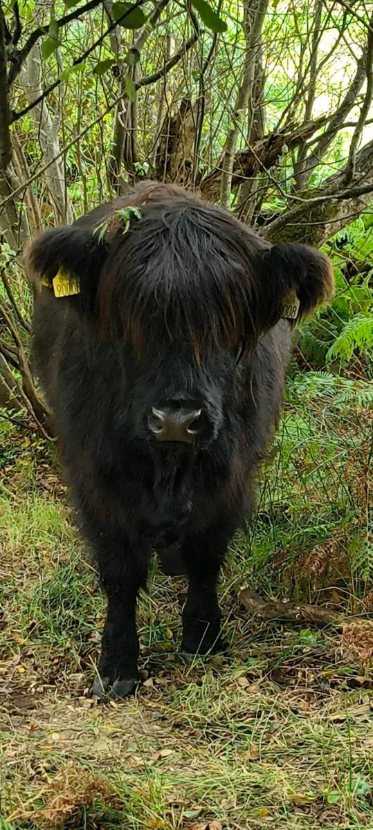 Highland cows - Image 1