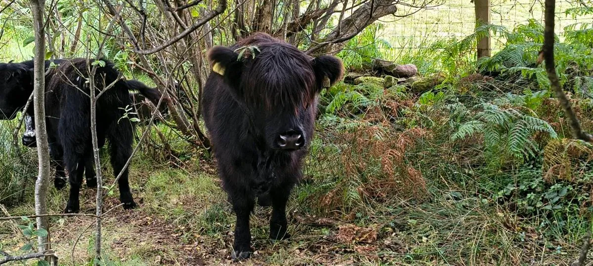 Highland cows - Image 3